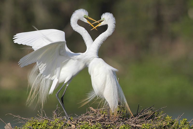 Great Egret  Audubon Field Guide