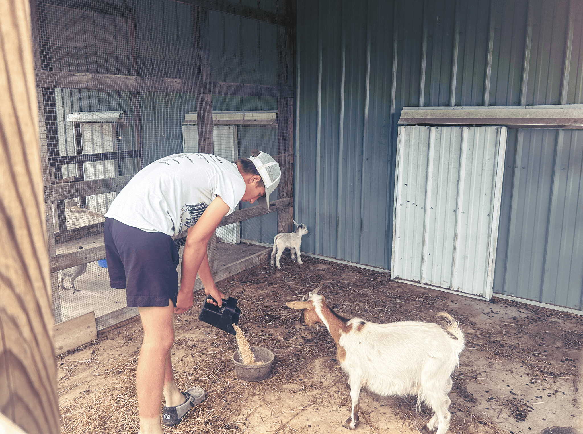 Building a Better Herd: Keigan Kocian’s Work to Expand & Improve Goat Facilities