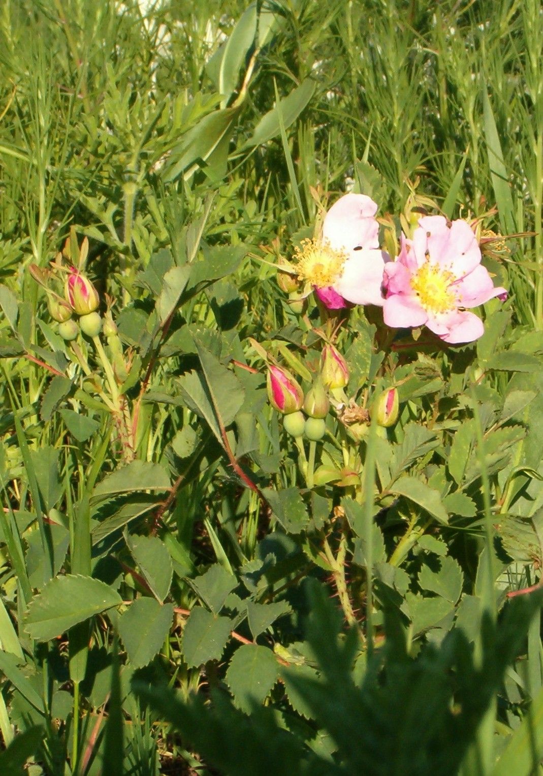 Prairie Wild Rose