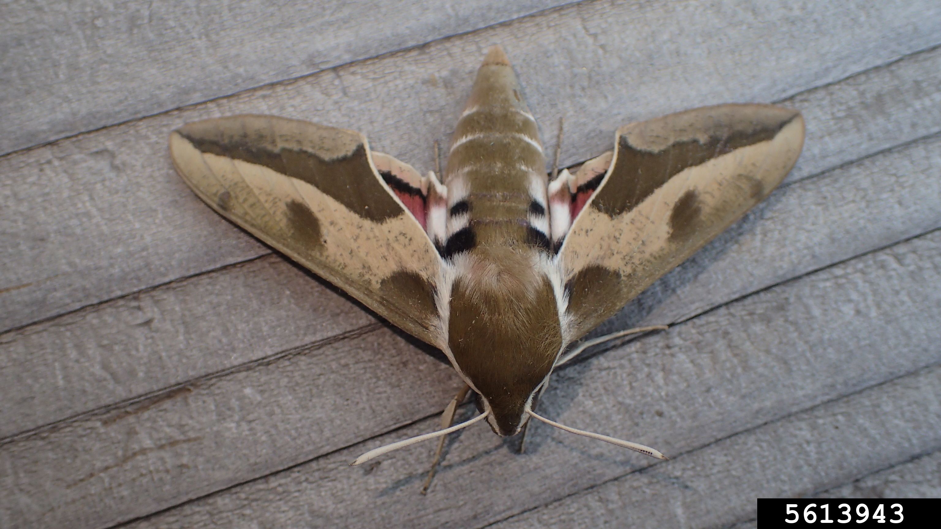 Leafy Spurge Hawk Moth 