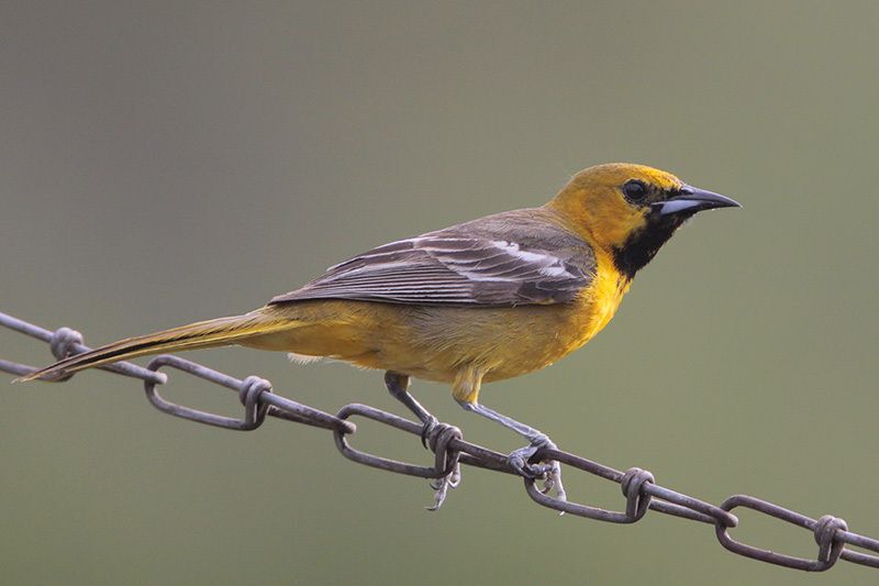 Hooded Oriole