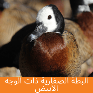 white faced whistling duck