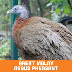 Great malay argus pheasant
