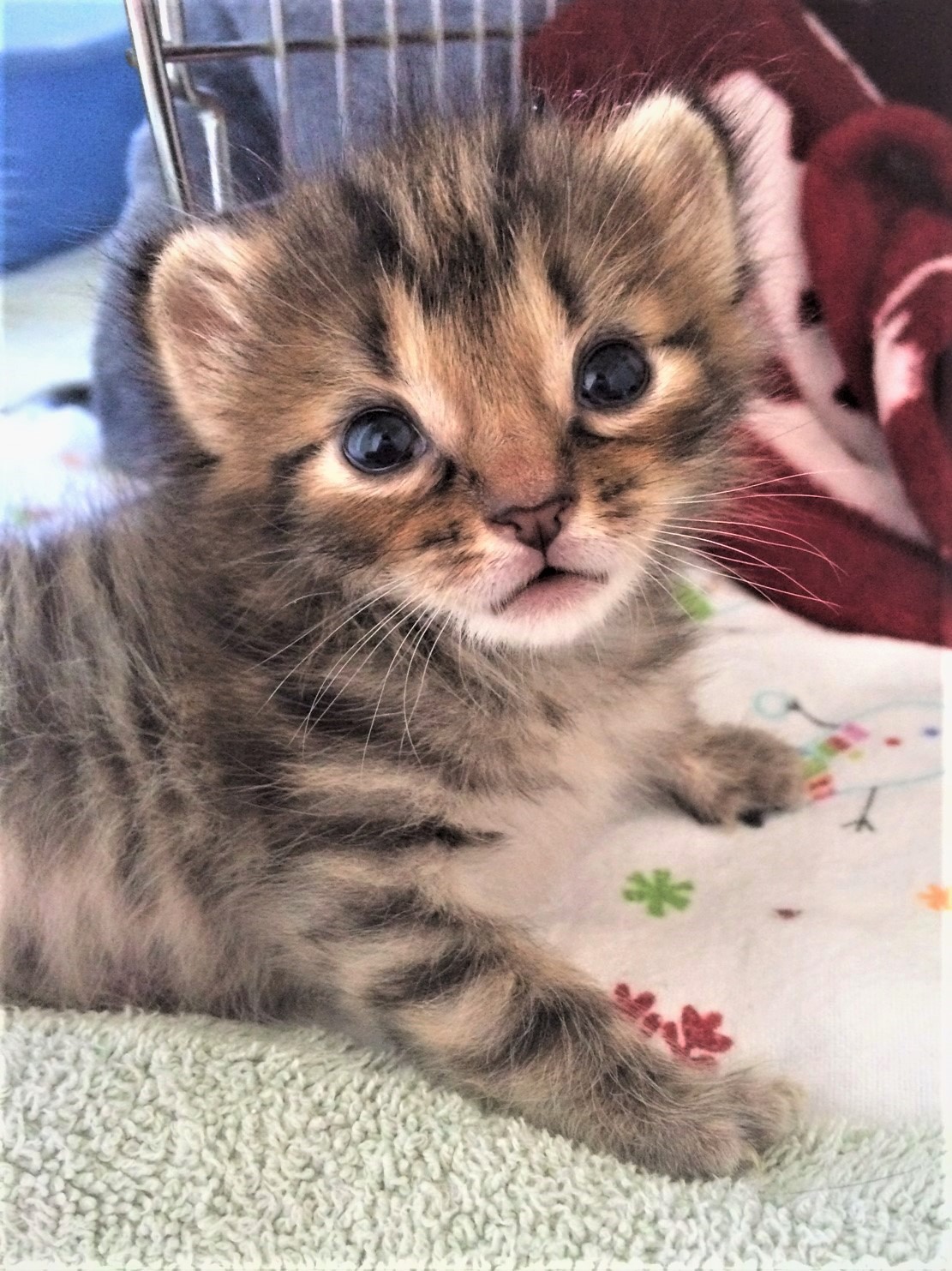 Kitten Shower