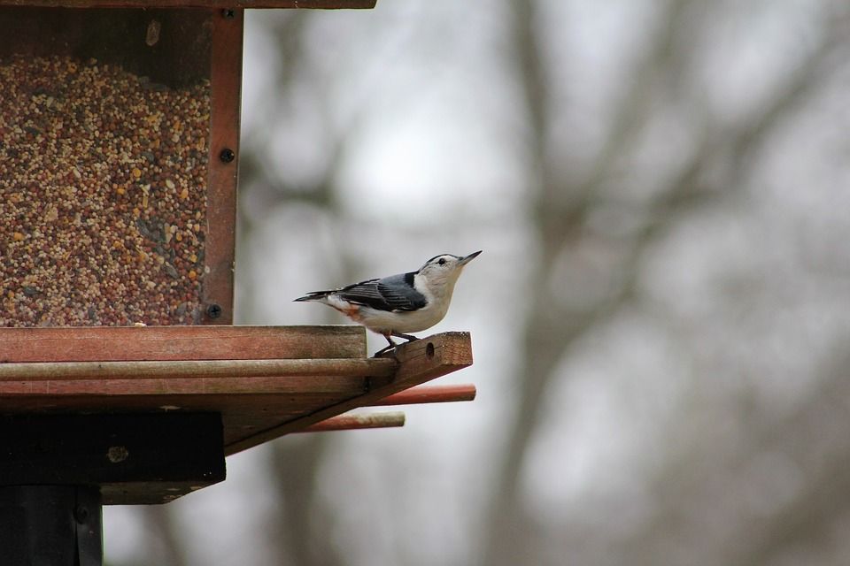 Brrr Feeding! Tips to Help Birds During Winter Weather