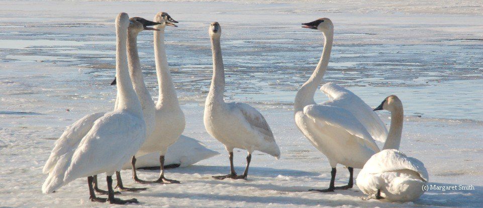The Trumpeter Swan Society's volunteer Board of Directors oversees the Society's programs and activities