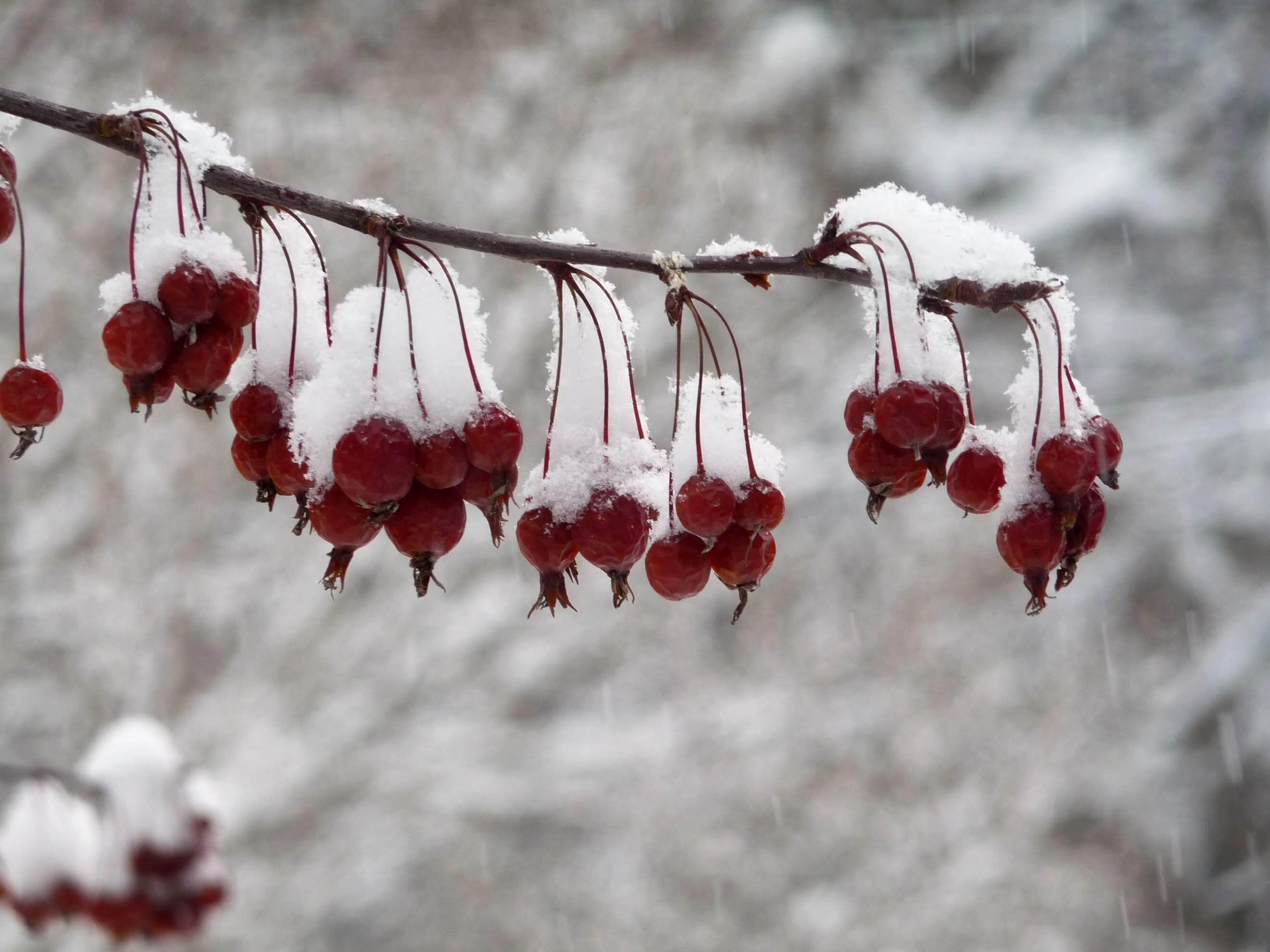 The image depicts red crabapple berries covered in ice and dangling from a tree branch.