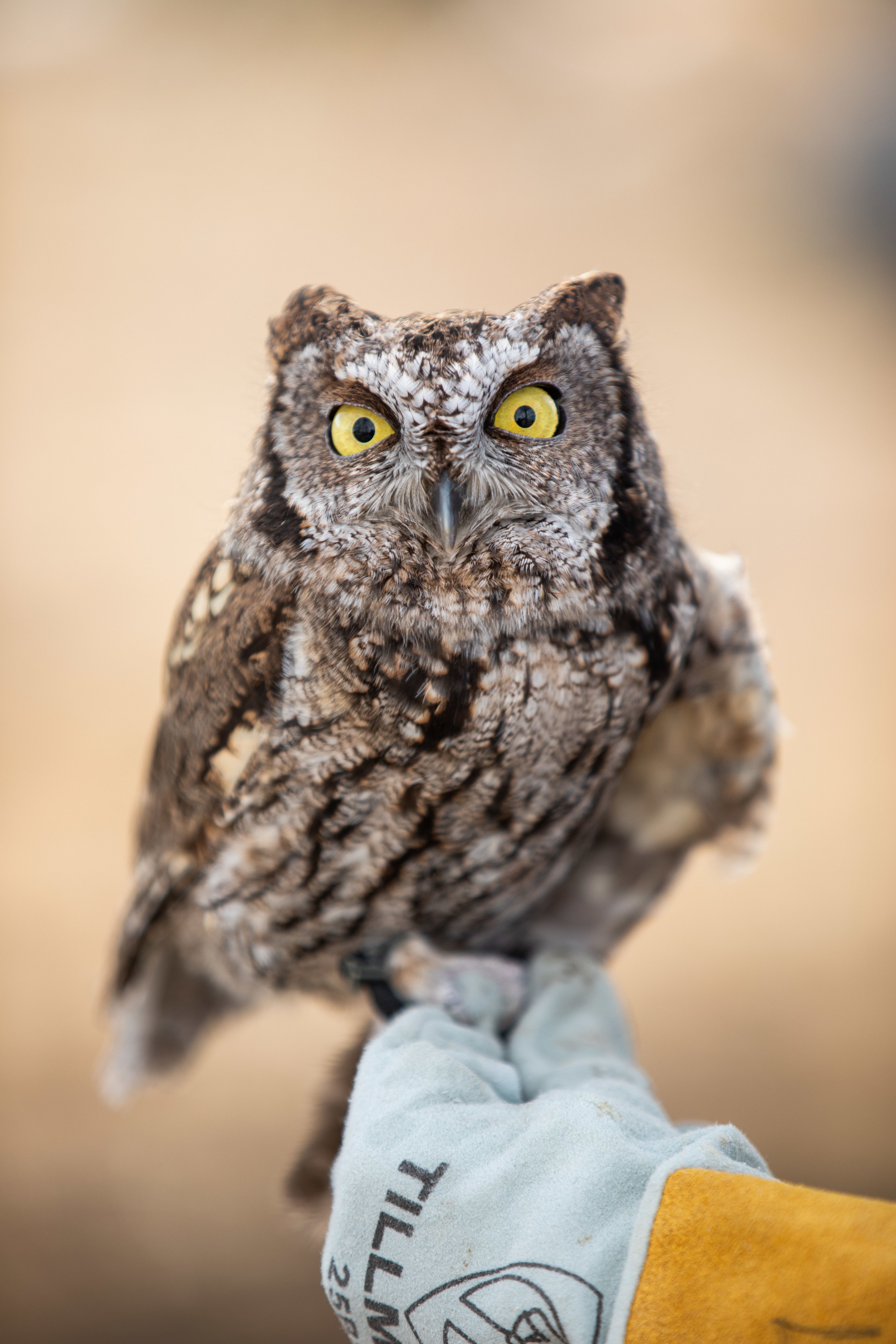 Owls of Montana: Join Montana Fish, Wildlife & Parks for a presentation that is all about owls. We will learn about this amazing group of raptors and even meet some live birds!