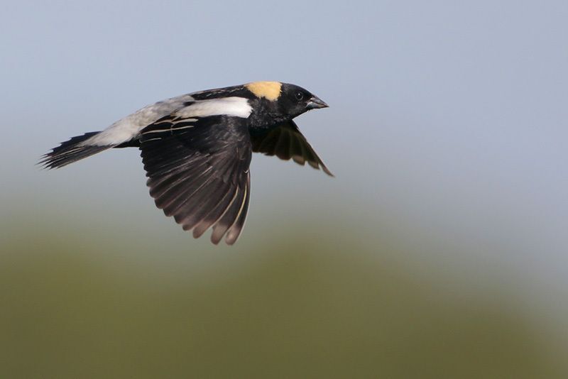 Bobolink (male breeding plumage)