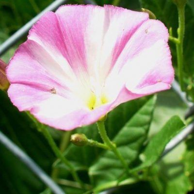 Field Bindweed