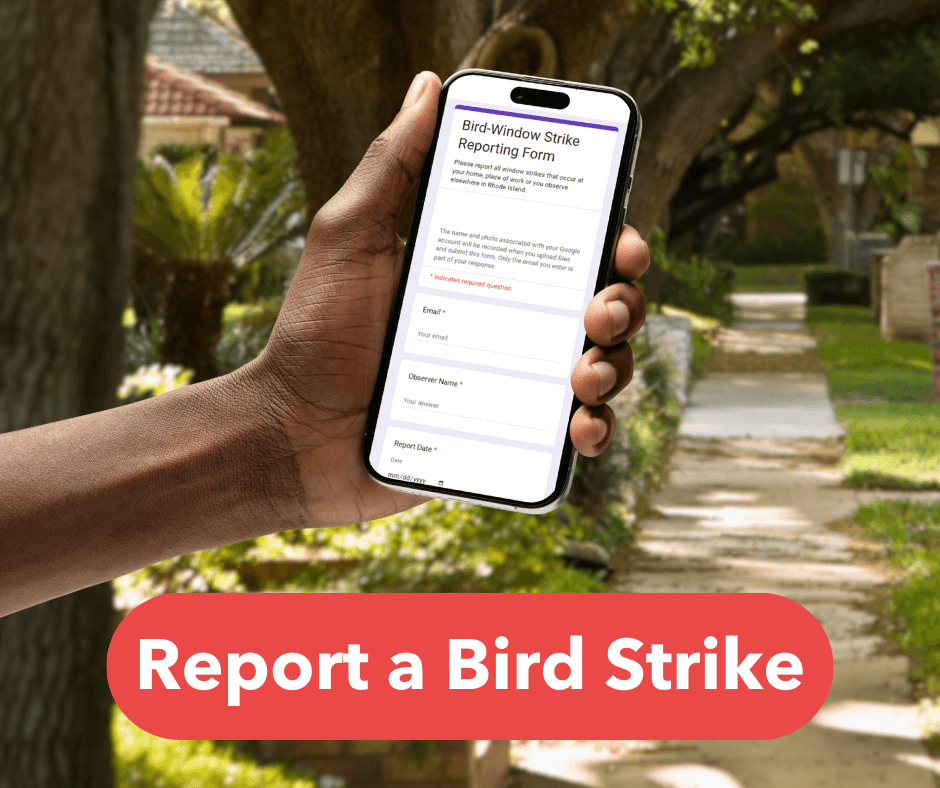 Report a Bird Strike