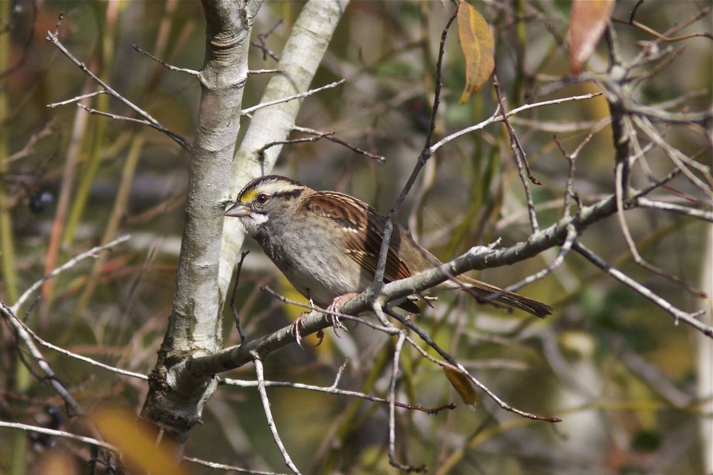 White-throated Sparrow