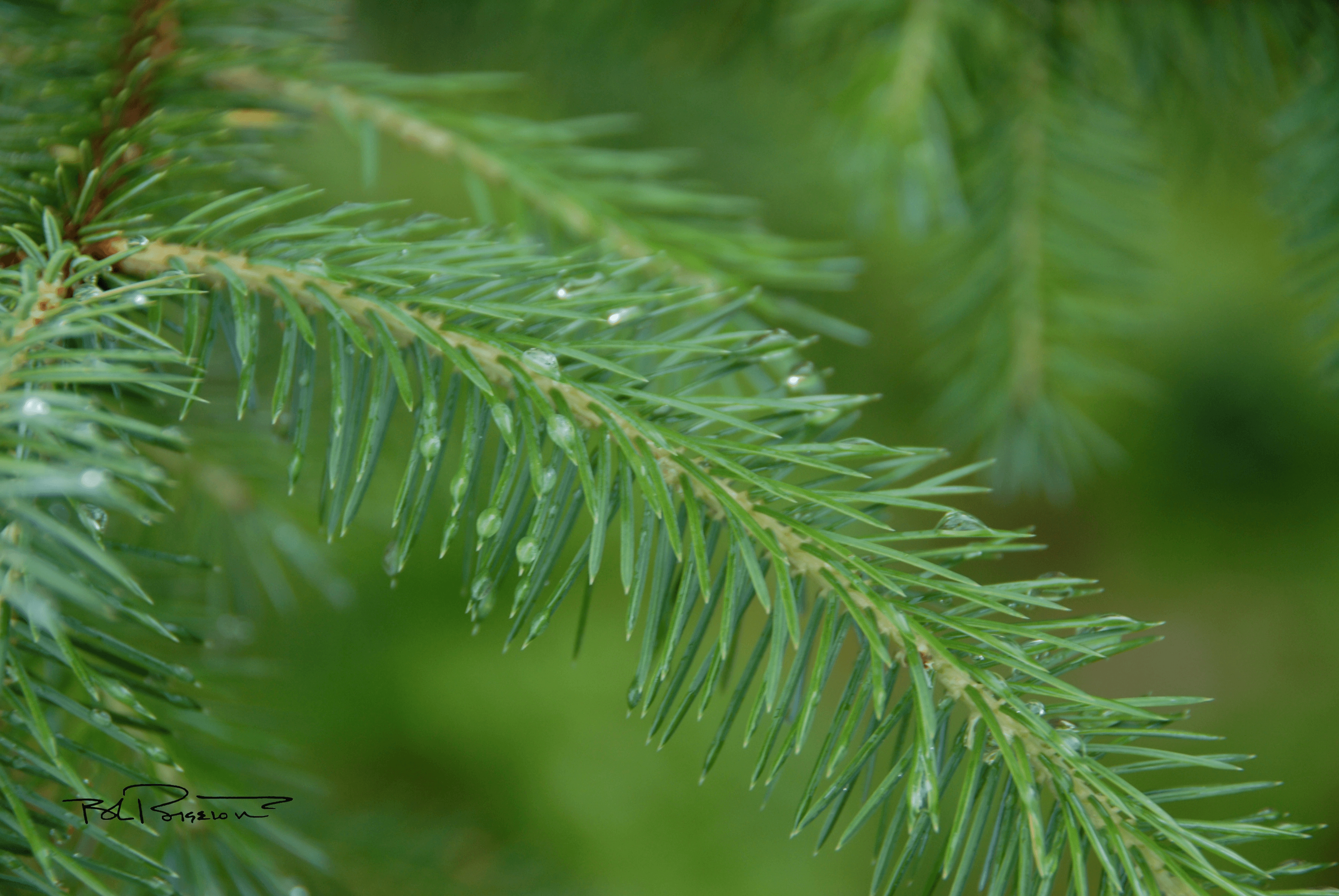 Spruce