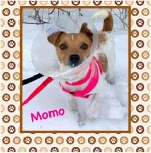 Momo the dog