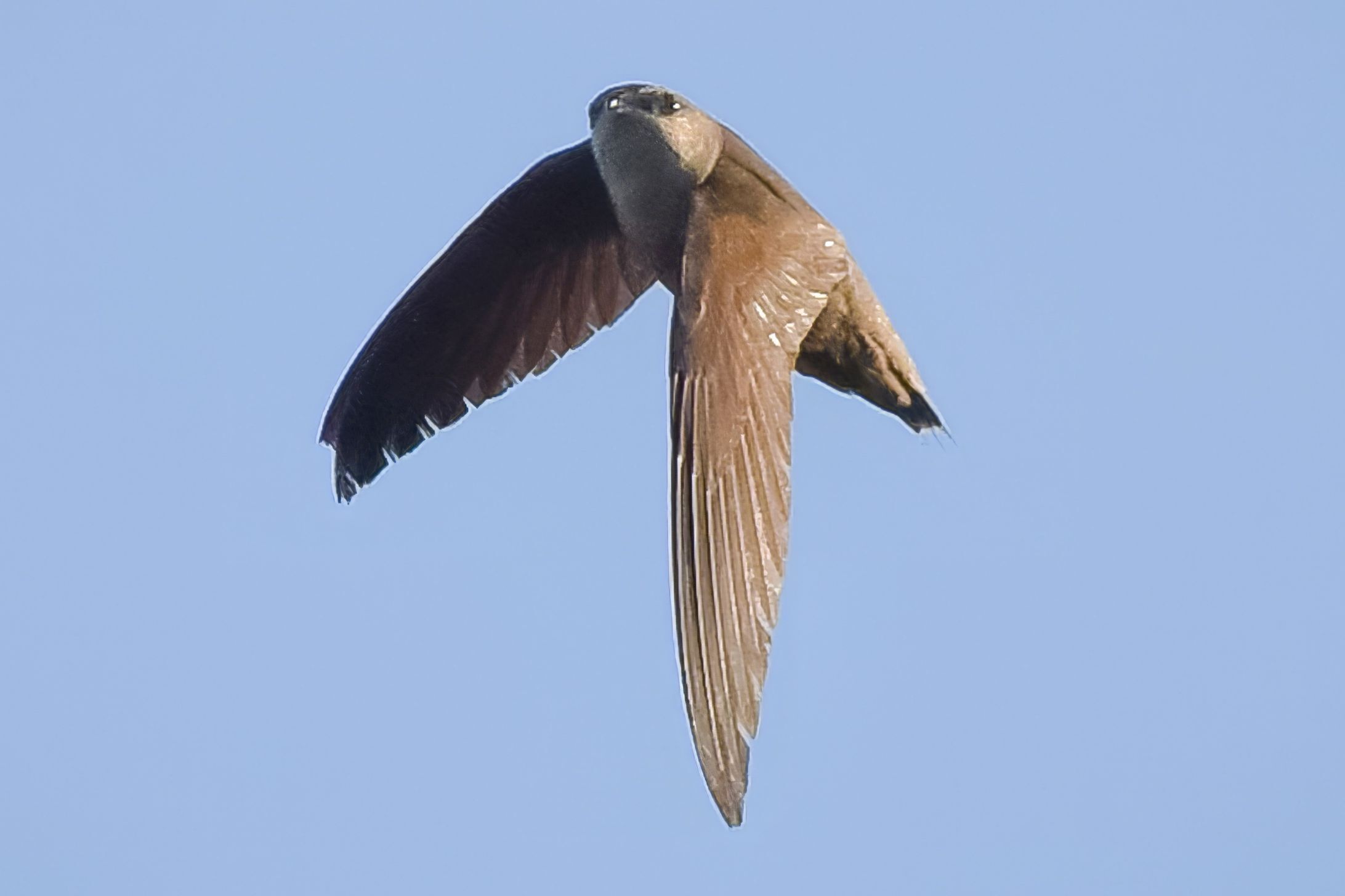 Chimney Swift Image