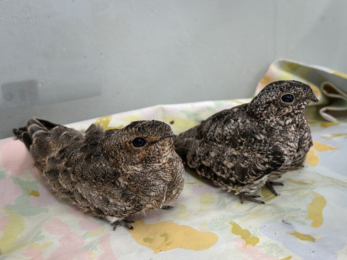 Baby nighthawks at Nebraska Wildlife Rehab