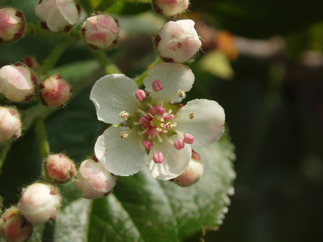 Black Chokeberry - Sapling (2'-4')