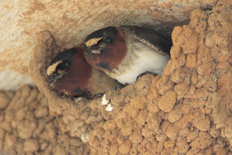 Cliff Swallows