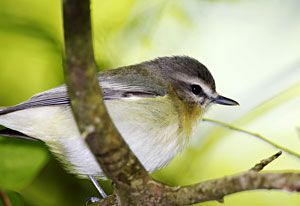 Philadelphia Vireo