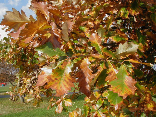 Swamp White Oak - Pack of 100 Seedlings (6"-12")