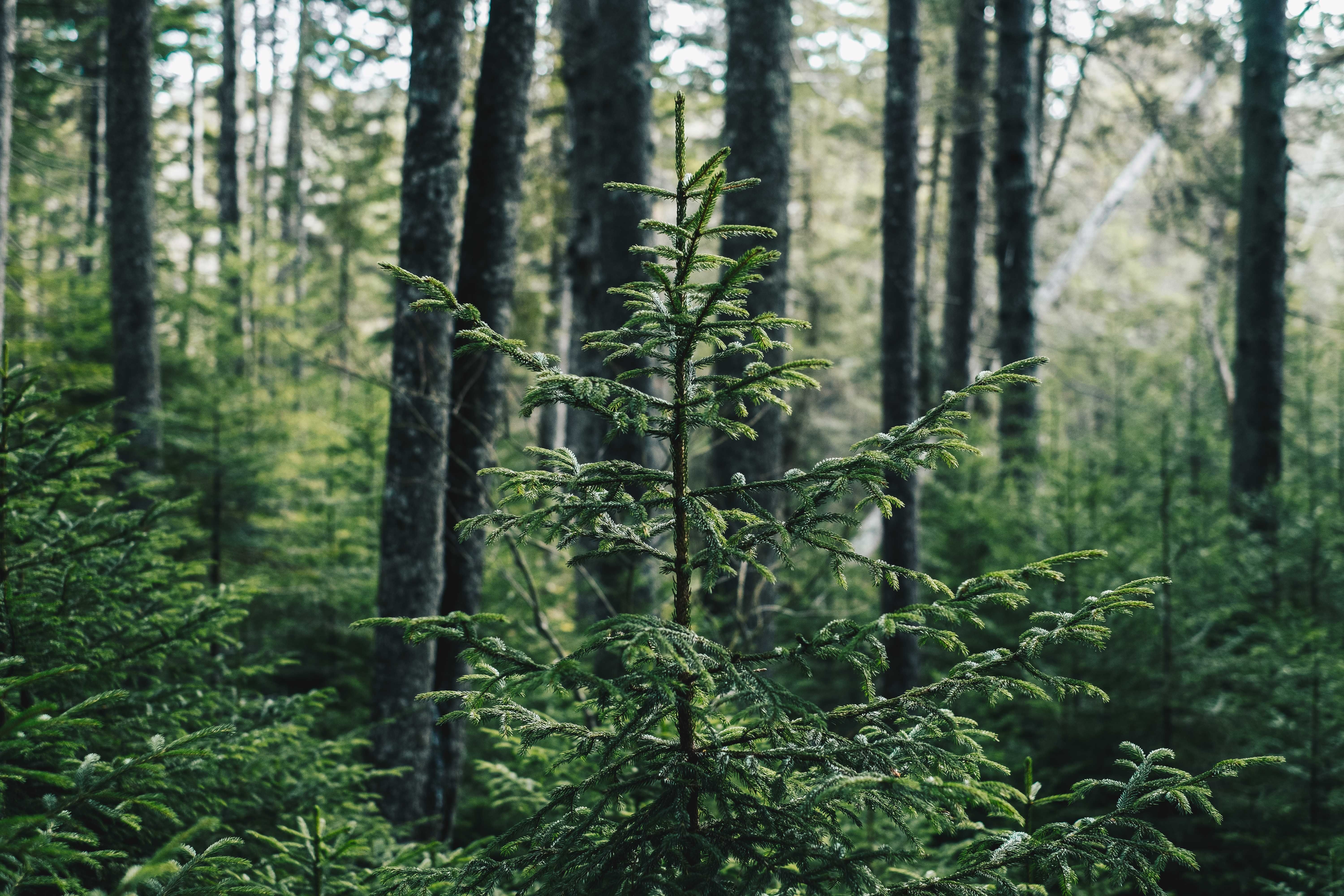 EEN Supports the Reforestation Act of 2019