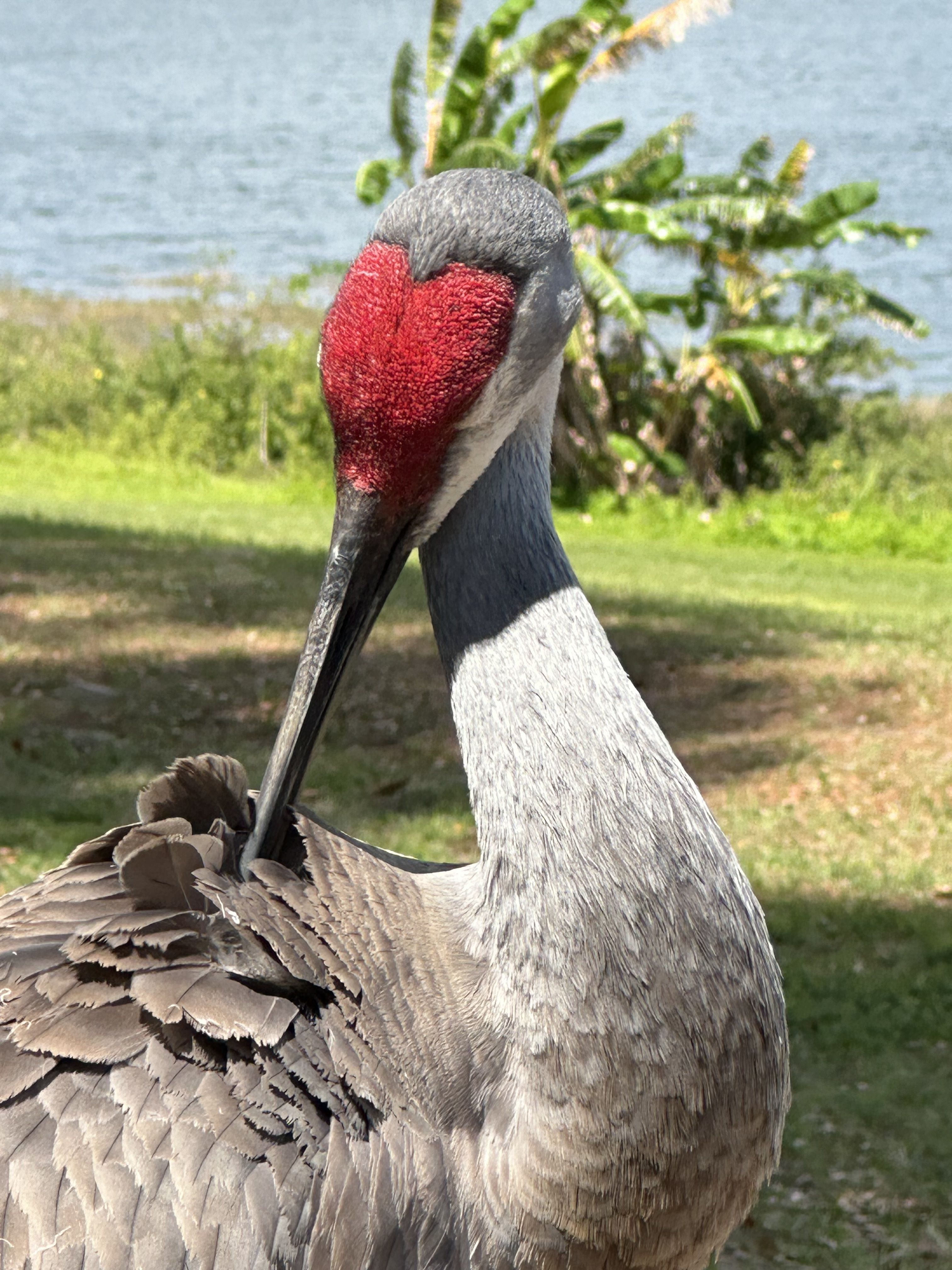 Sandhill crane by Trudy Rowe