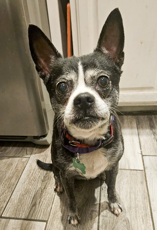 Shayla Jo - ADOPTION PENDING