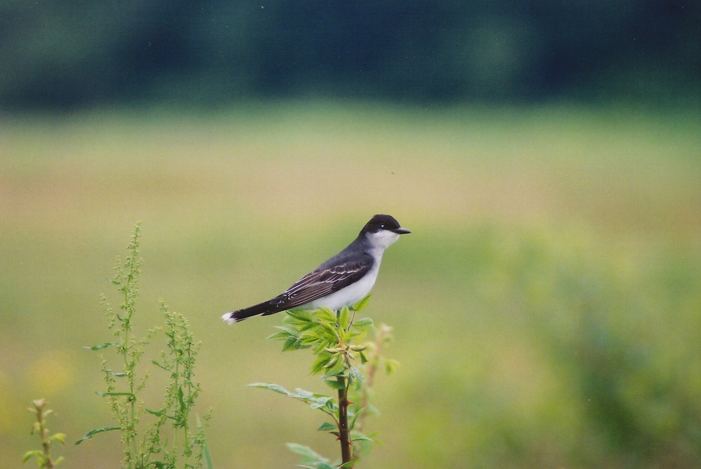 September Audubon Walk