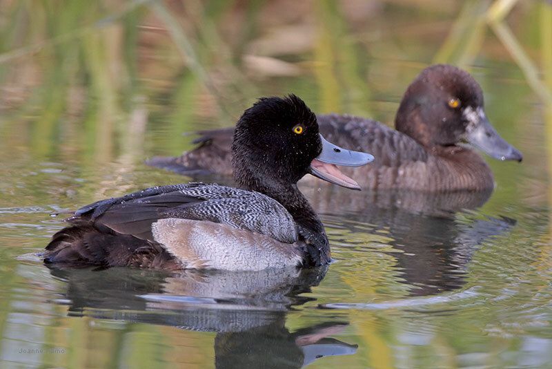 Lesser Scaup
