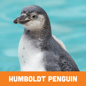humboldt penguin