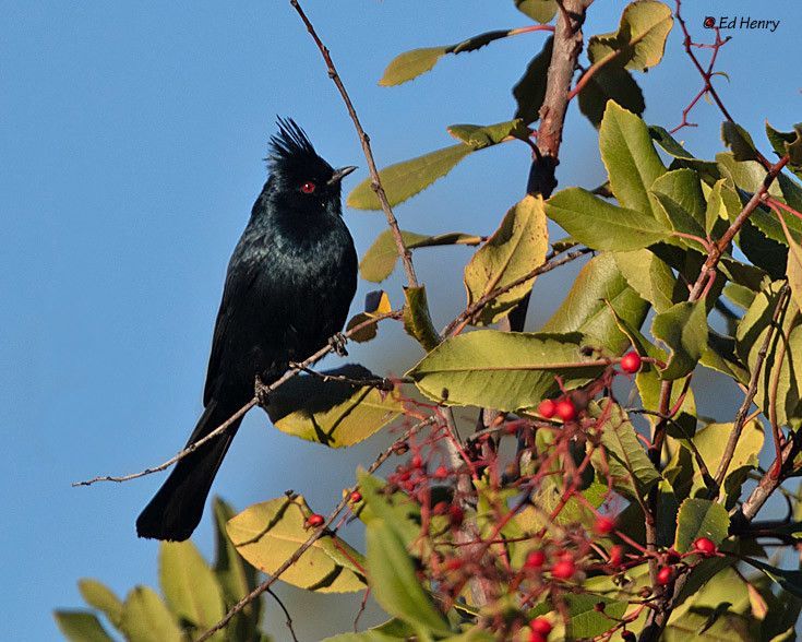 Holiday Gift Giving for the Bird Nerd in Your Life!