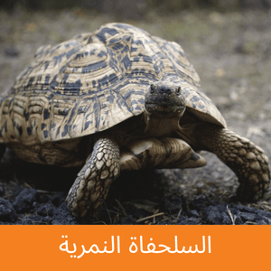 leopard tortoise
