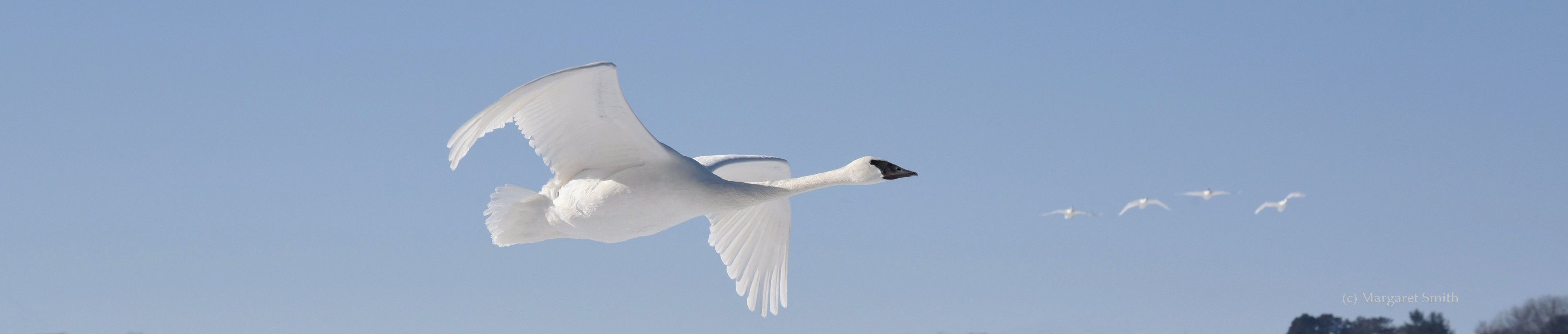 Check out The Trumpeter Swan Society's range maps for swans across North America