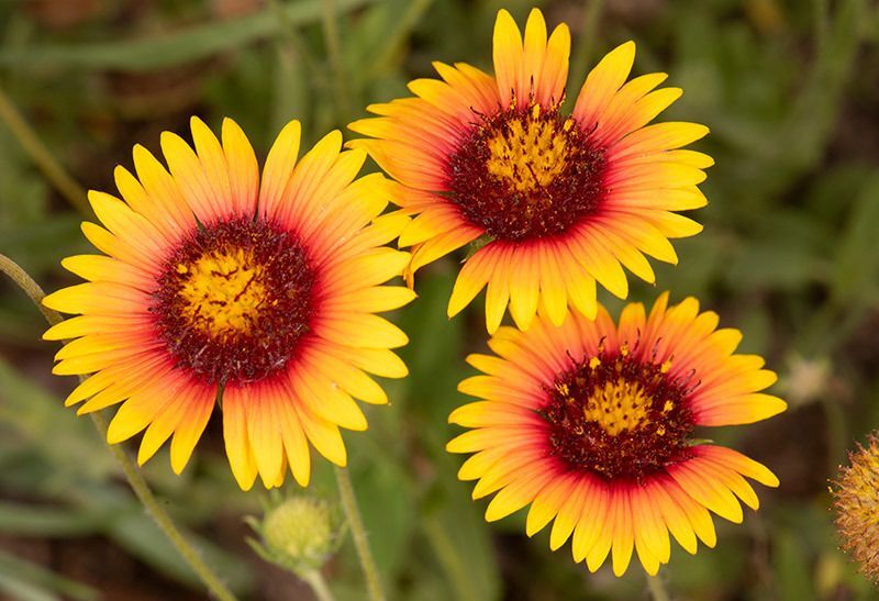 Firewheel