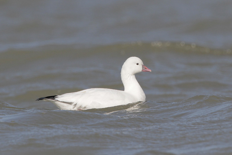 Ross's Goose | Bird Gallery | Houston Audubon