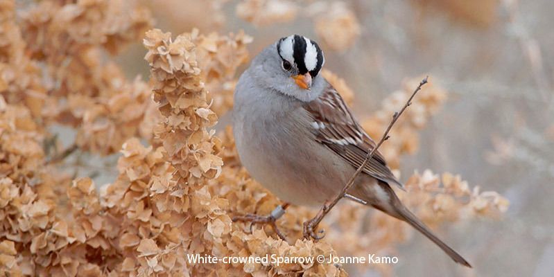 White-crowned Sparrow