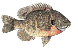 Bluegill