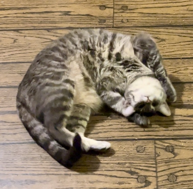 Maggie