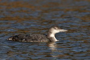 Beak of the Week: Common Loon