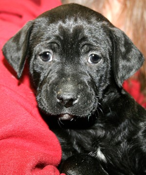 Meet Chester!