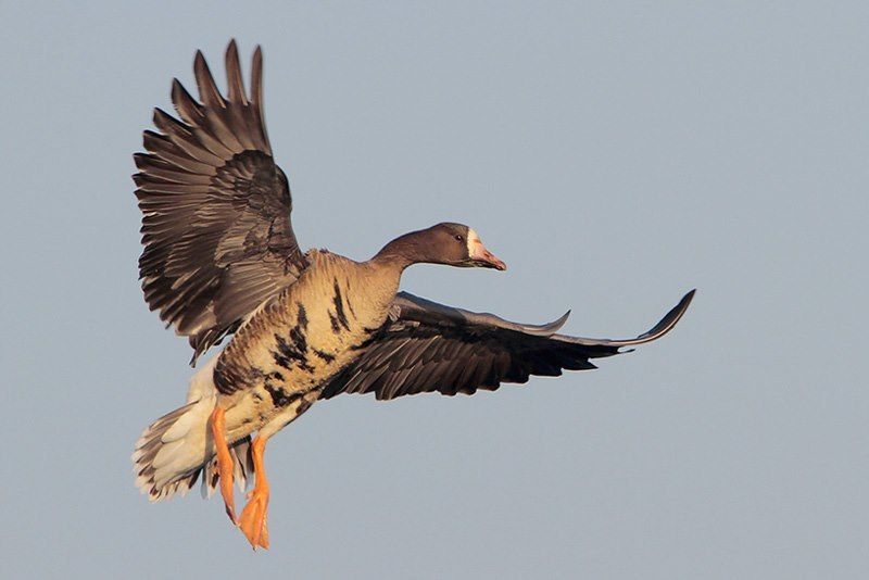 white fronted goose sounds