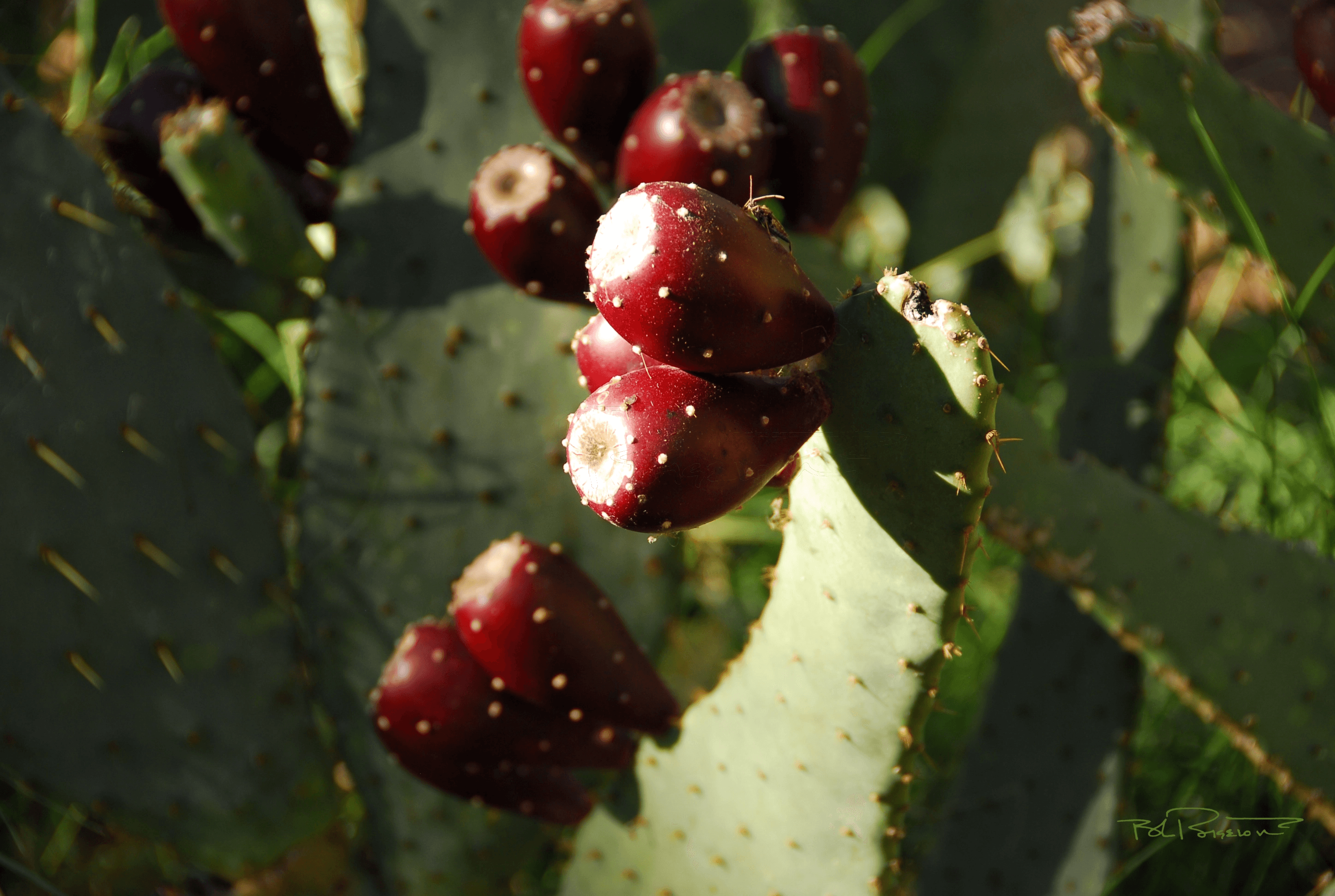 Cactus Fruit