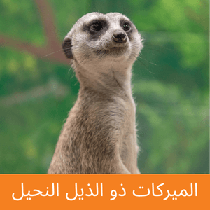 slender tailed meerkat