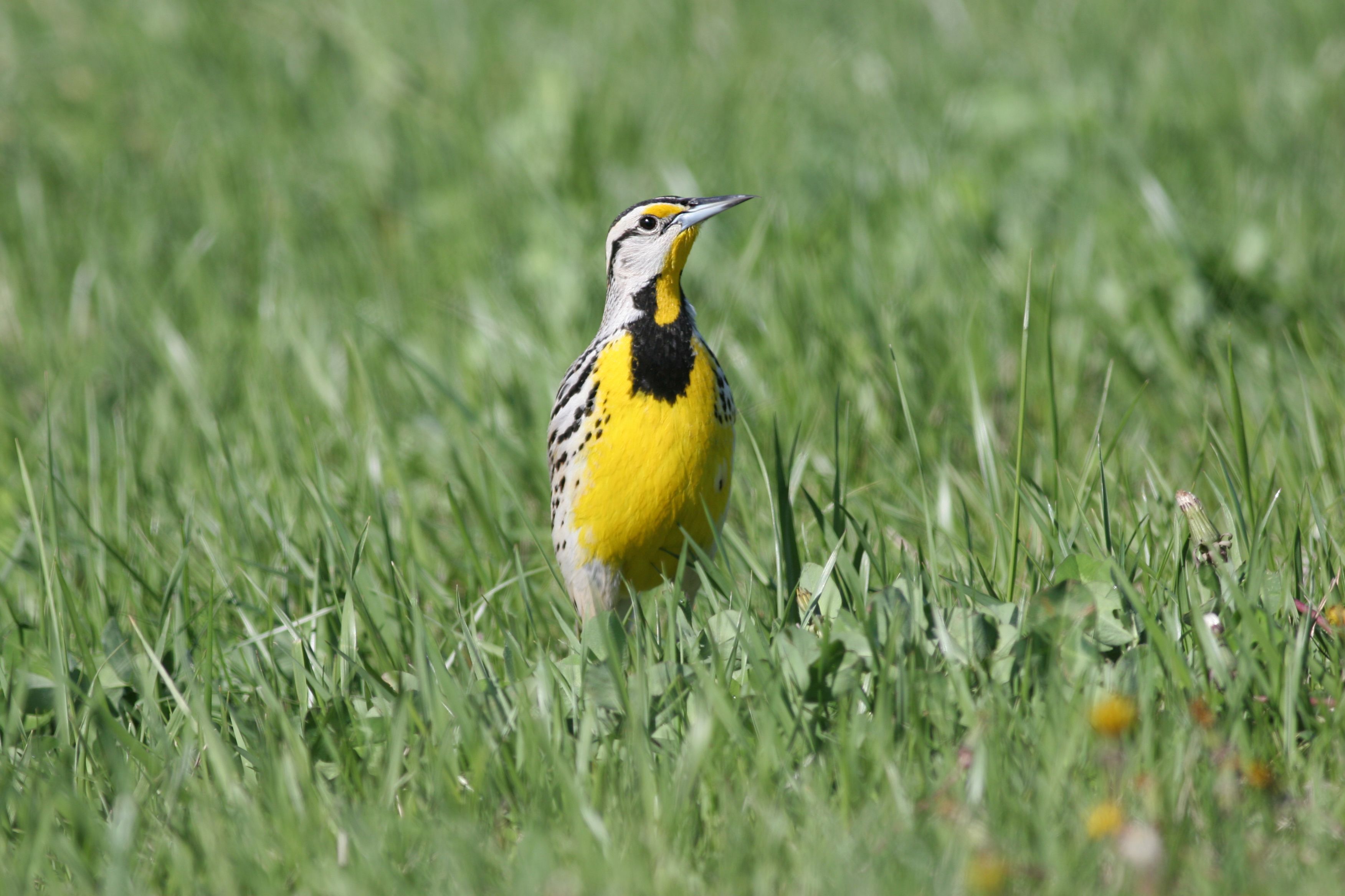 An Eastern Meadowlark with a bright yellow breast and black bib in green grass looking to the side