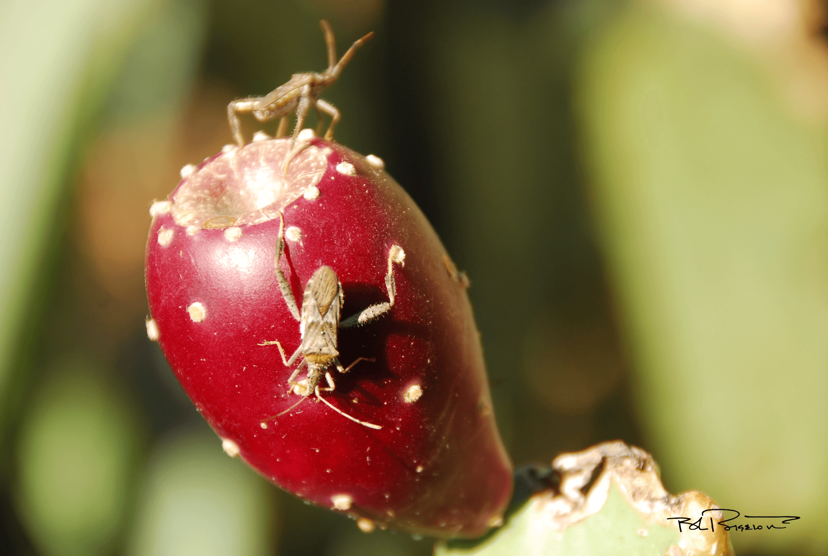 Cactus Fruit Bug