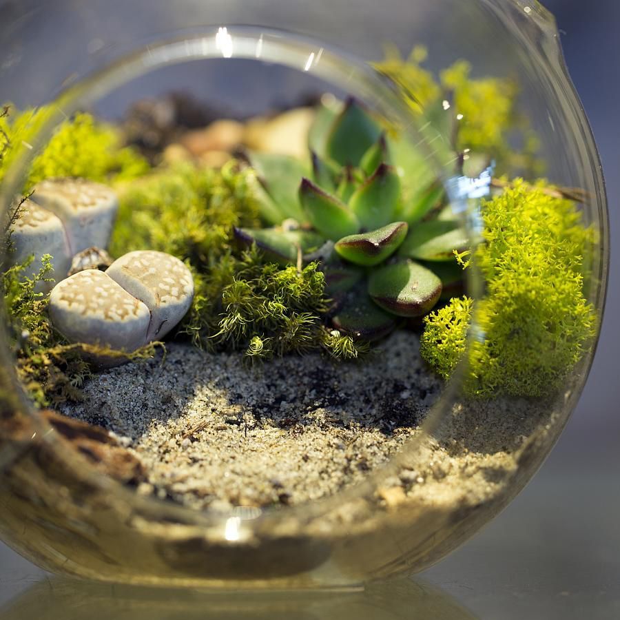 terrarium