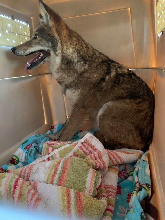 Mesquite the coyote looks intently out the air holes of his transfer crate as he makes the journey from the New Mexico Wildlife Center to Southwest Wildlife. He has comfy blankets to snuggle in and plenty of fresh air circulating.