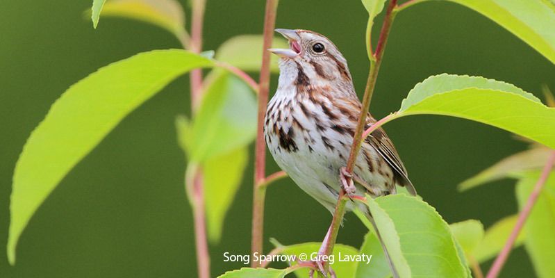 Song Sparrow 