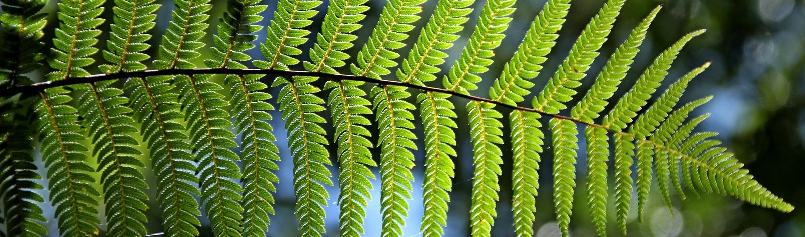 A vibrant fern, signifying growth and abundance