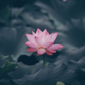 Introducing Interspirituality
